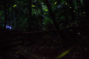 Fireflies 2015